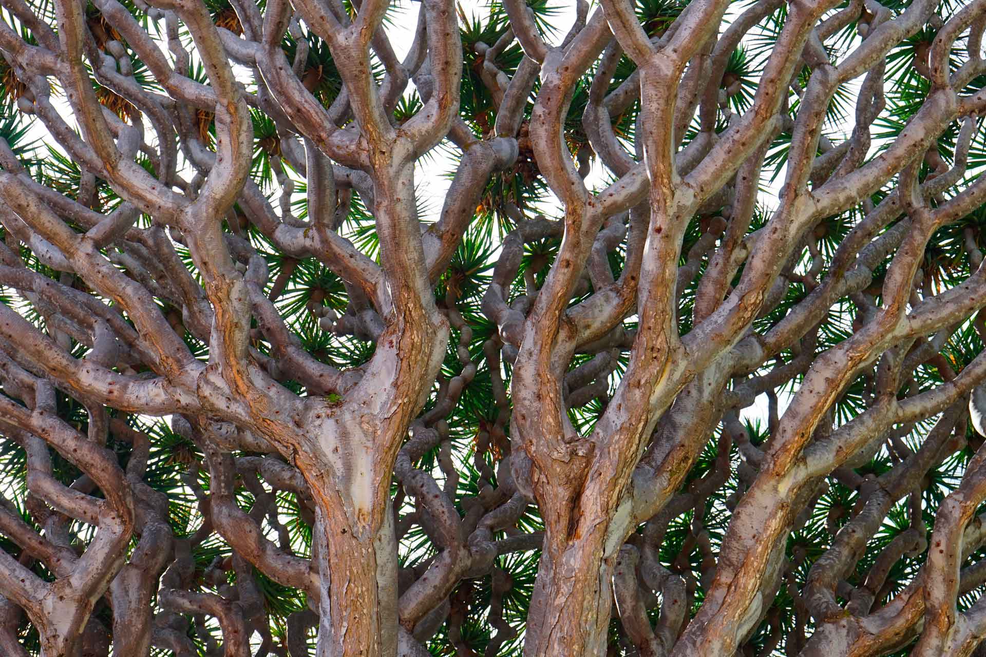 Detail der Zweige des Tausendjährigen Drachenbaums