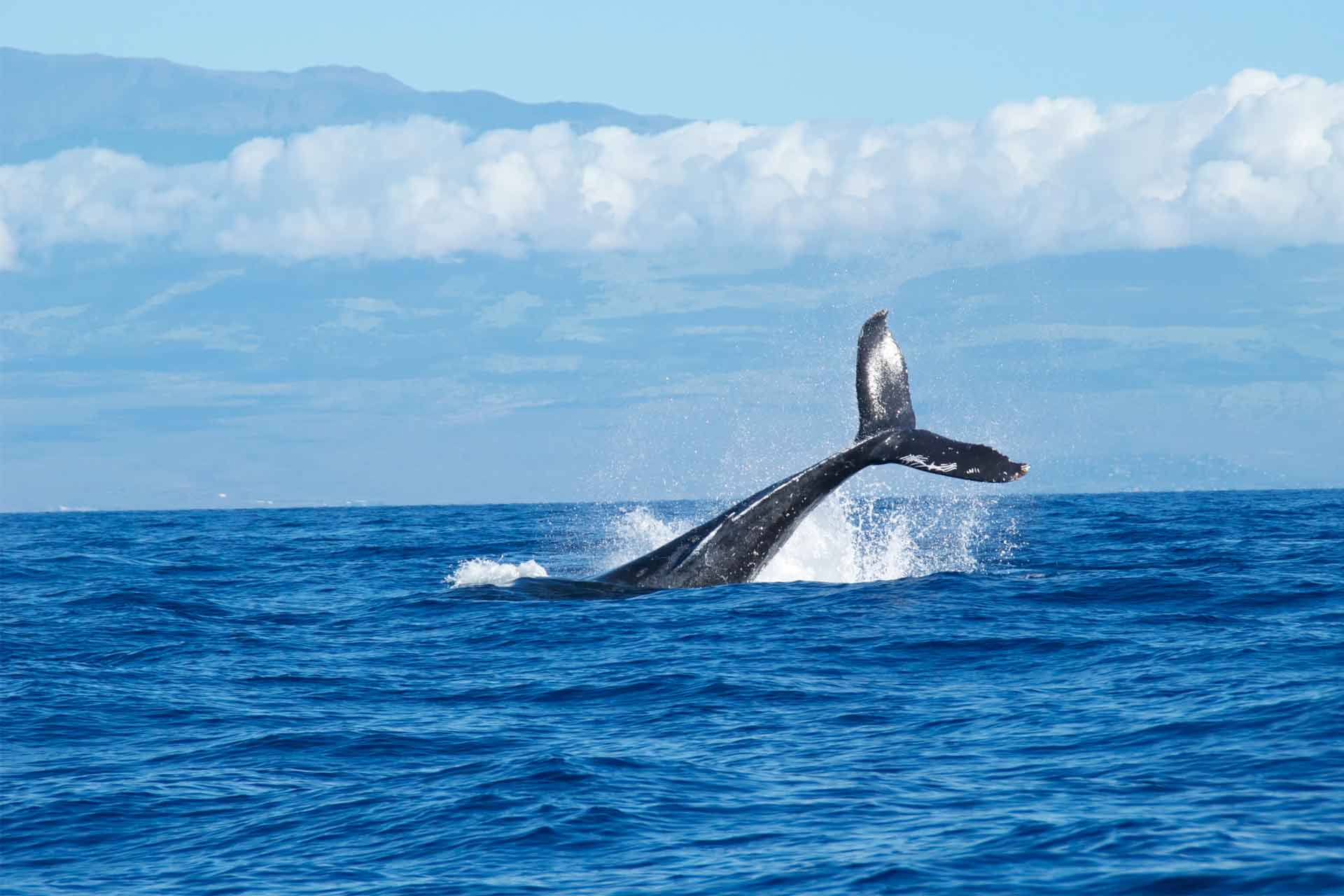 baleines en liberté ténérife alexandre hotels